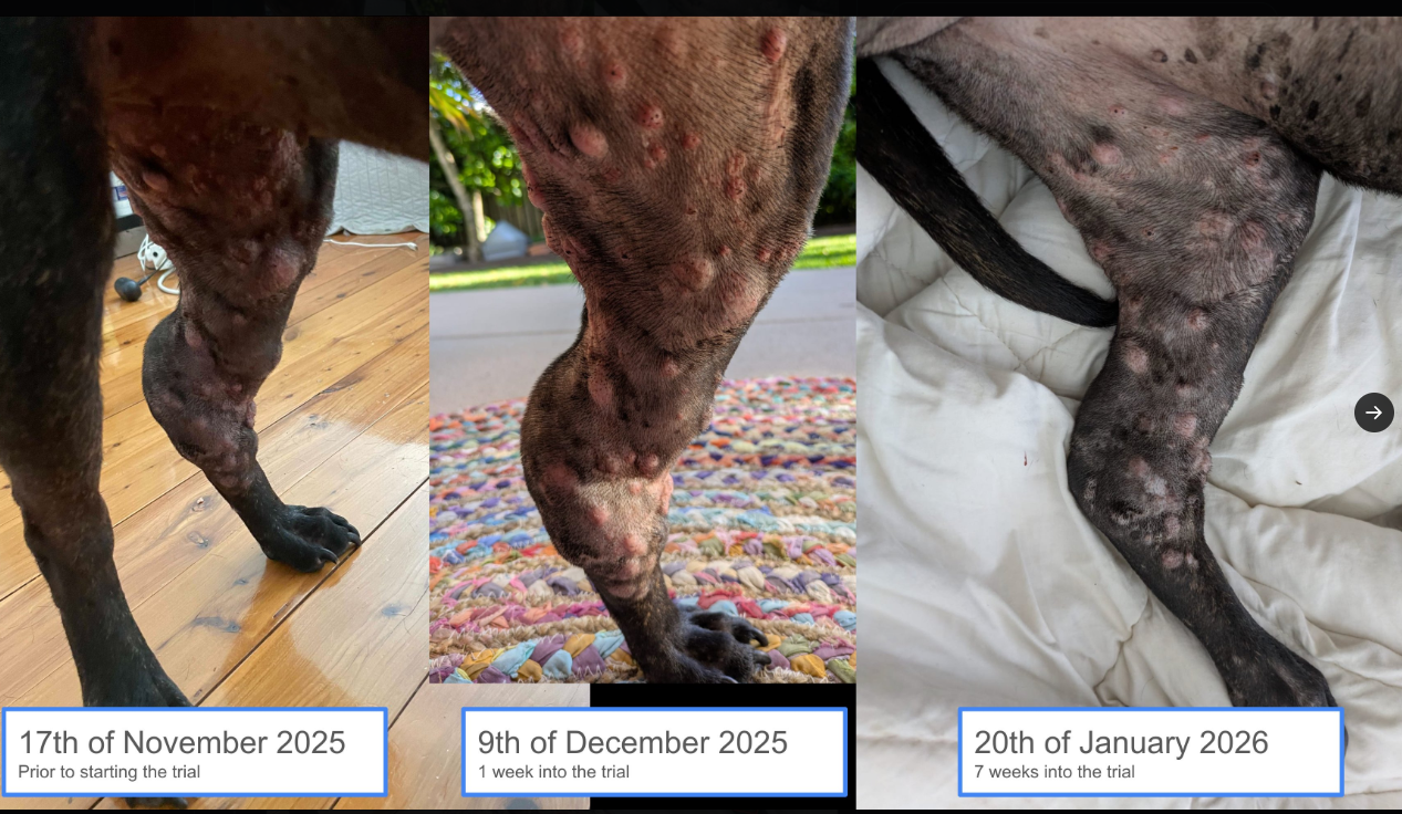 ИИ-консультант применил ChatGPT и AlphaFold против рака собаки